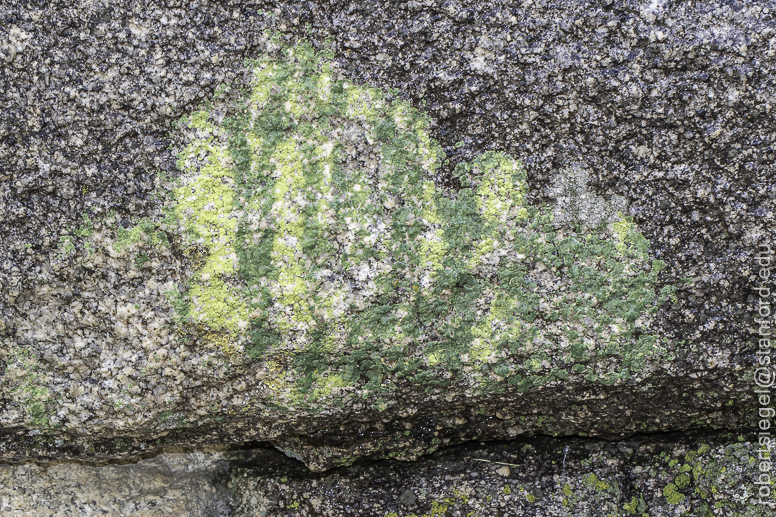 Desert Biogeography of Joshua Tree National Park